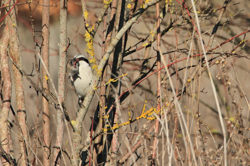 Averla maggiore con preda (arvicola?) - sequenza -